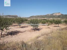 TERRENO AGRICOLA CON AGUA DE RIEGO Y CULTIVOS photo 0