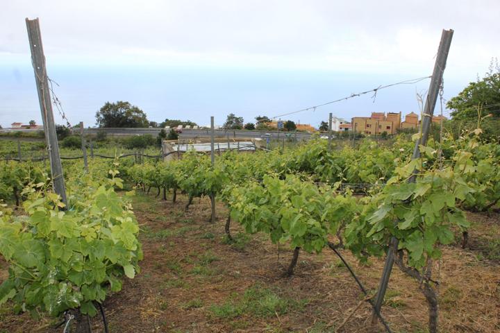 Finca con frutales y viñas, bonitas vistas al mar photo 0