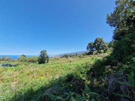 Terreno con Bosque de Pinos en Icod de los Vinos: Una Oportunidad Única photo 0