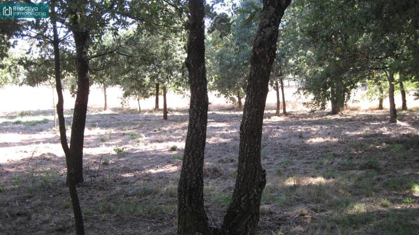 Finca a la venta en Celanova. photo 0