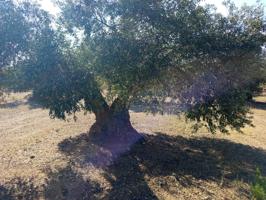 Terreno Olivar en Venta – Mas Oliva – 7.423 m² photo 0