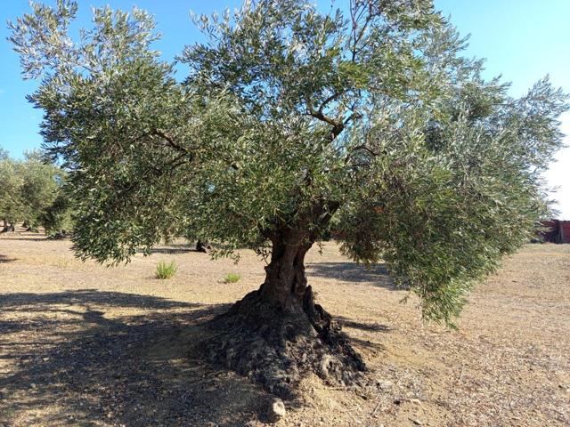 Terreno Olivar en Venta – Mas Oliva – 7.423 m² photo 0