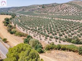 GRAN OPORTUNIDAD !!!! OLIVAR EN VENTA..... photo 0