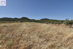 Finca de 27.715 metros a escasos metros del Cajiz de San Gregorio photo 0