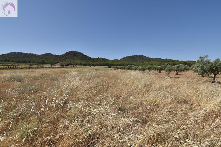 Finca de 27.715 metros a escasos metros del Cajiz de San Gregorio photo 0