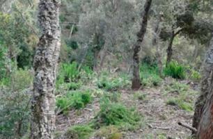SUELO EN VENTA EN SANT MIQUEL DE ARO, GIRONA photo 0