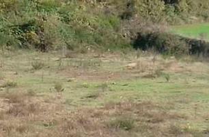 Terreno en venta Santa Pau, Gerona photo 0