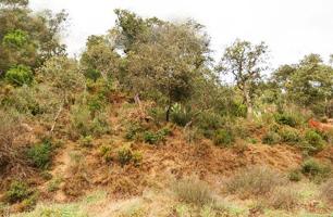 PARCELA EN TORDERA, BARCELONA photo 0