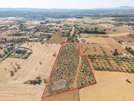 TERRENO EDIFICABLE EN SENCELLES photo 0