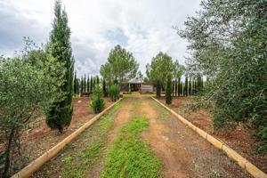 Terreno Rústico en Algaida photo 0