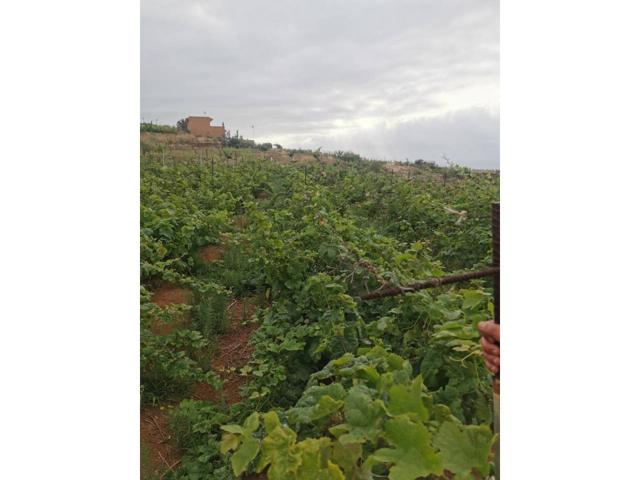Venta de terreno rústico agrario en Santa Úrsula. photo 0
