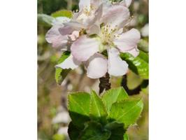 Venta de terreno rústico en El Sauzal. photo 0