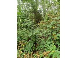 Venta de terreno rústico en Santa Úrsula. photo 0