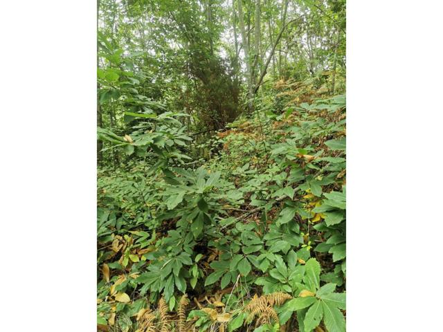 Venta de terreno rústico en Santa Úrsula. photo 0