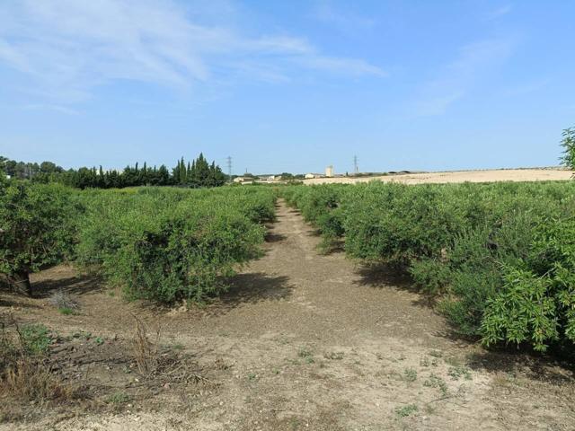 ' TERRENO DE 1896 METROS CON 55 OLIVOS EN PLENA PRODUCCION ' photo 0