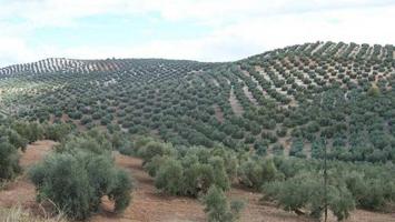 FINCA DE OLIVAR EN ANTEQUERA photo 0