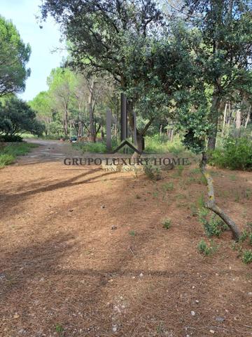 PARCELA EN PINARES DEL JUCAR photo 0