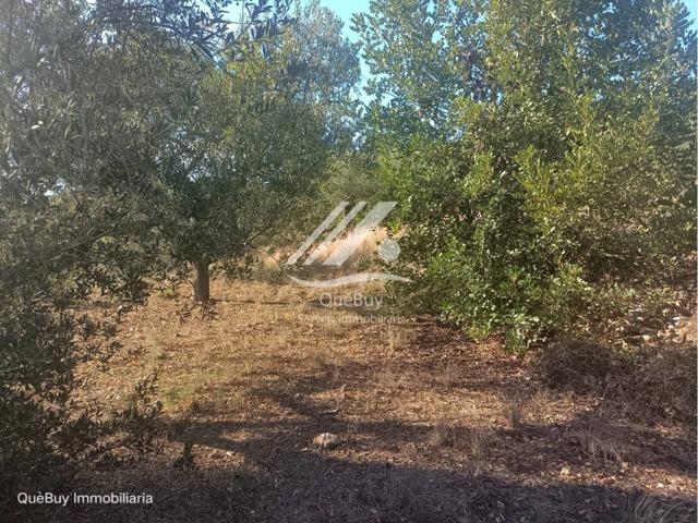 Terreno rústico en venta en Valls photo 0