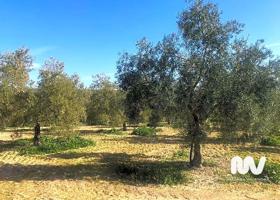 Terreno en Paraje de la Doctora, Antequera photo 0