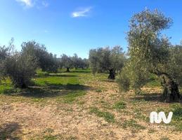 Terreno en Paraje de la Doctora, Antequera photo 0