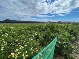 Terreno Urbanizable En venta en La Jara, Sanlucar De Barrameda photo 0