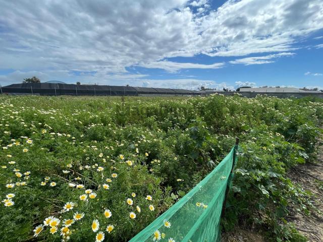 Terreno Urbanizable En venta en La Jara, Sanlucar De Barrameda photo 0