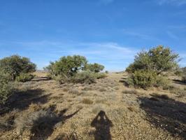 Se vende campo de olivos en Alfamen photo 0