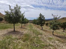 Se vende campo de carrascas para recogida de trufa en Alcala de Moncayo photo 0