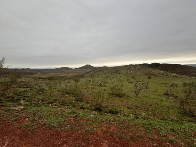 Se vende campo de cerezos en Illueca photo 0