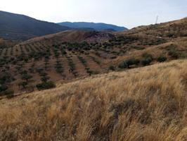 Se vende campo de olivos en Brea de Aragón photo 0