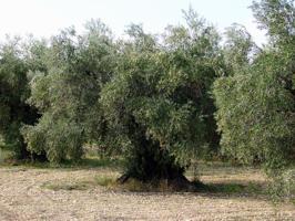 Agrícola En venta en Jódar photo 0