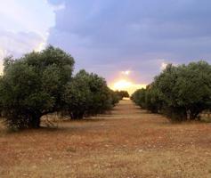 Agrícola En venta en Jódar photo 0