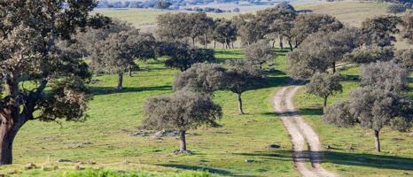 FINCA de CAZA en CIUDAD REAL photo 0