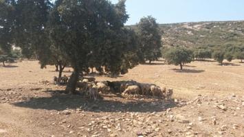 EXCELENTE FINCA DE CAZA BIEN COMUNICADA EN PROXIMIDAD ALMODOVAR photo 0