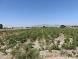 SE VENDE FINCA RUSTICA EN PEDRO RUIZ photo 0