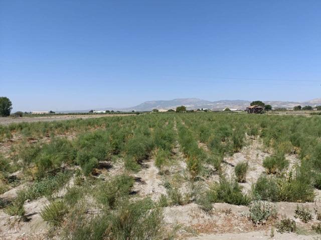 SE VENDE FINCA RUSTICA EN PEDRO RUIZ photo 0