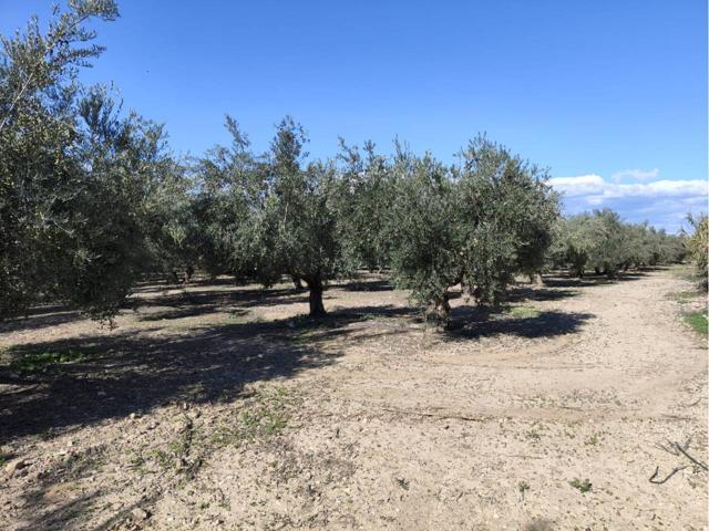 Finca de olivos a la venta con 25 marjales photo 0