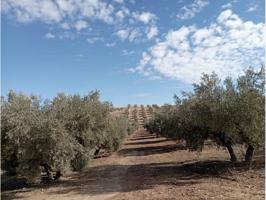FINCA A LA VENTA DE OLIVOS EN CHIMENEAS (GRANADA) photo 0