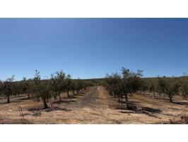 GRAN FINCA DE OLIVOS EN VENTAS DE HUELMA (GRANADA) photo 0