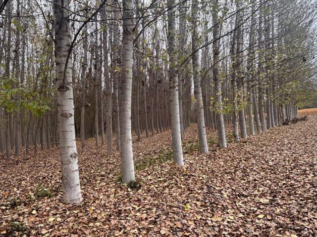 SE VENDE FINCA DE CHOPOS -OPORTUNIDAD   M-10 photo 0