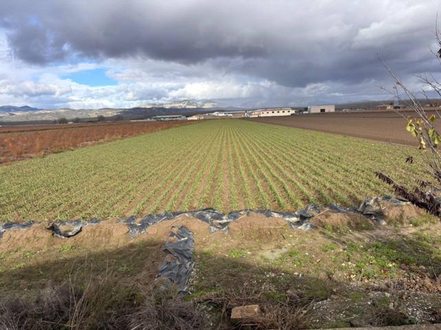🌱 SE VENDE FINCA DE REGADÍO – CHAUCHINA (GRANADA) 🌱 photo 0