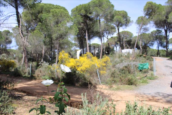 Terrenos Edificables En venta en Villablanca photo 0