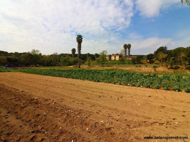 Masía para reformar con un gran terreno en Sant Amanç photo 0