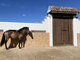 Dehesa de 87 hectáreas con buenas instalaciones taurinas e hípicas a 50′ de Sevilla y Huelva photo 0