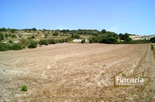 Terreno en venta en Manacor de 14057 m2 photo 0
