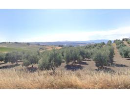 Gran oportunidad en la Serranía de Ronda! Venta de olivar en producción photo 0