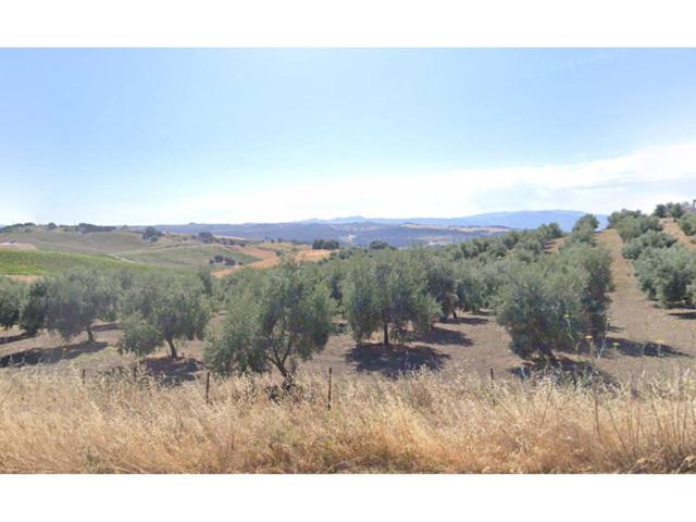 Gran oportunidad en la Serranía de Ronda! Venta de olivar en producción photo 0