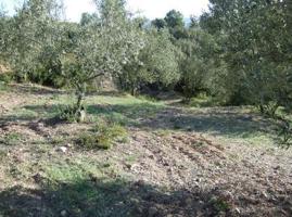 Terreno de 40.000 m2 con agua de riego. photo 0