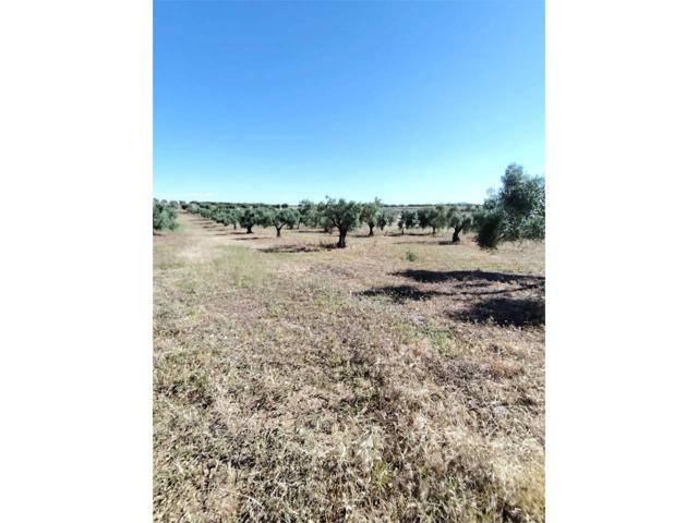 PARCELA RÚSTICA CERCAN A MÉRIDA photo 0