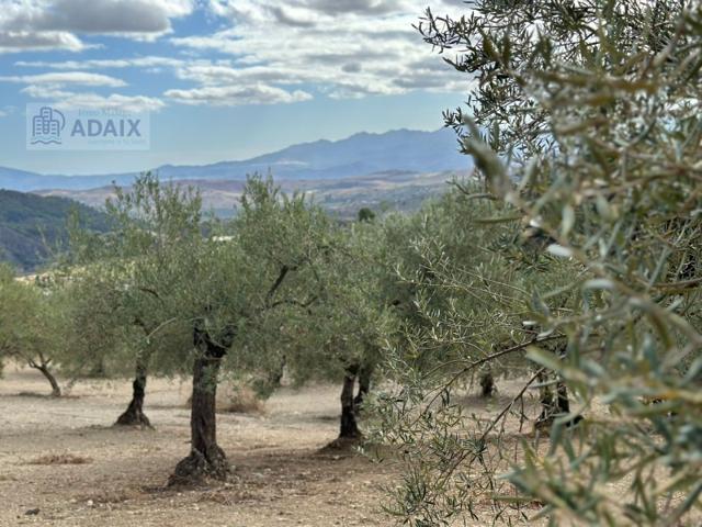 Terreno De Cultivo en Venta en Casarabonela Casarabonela, Málaga photo 0